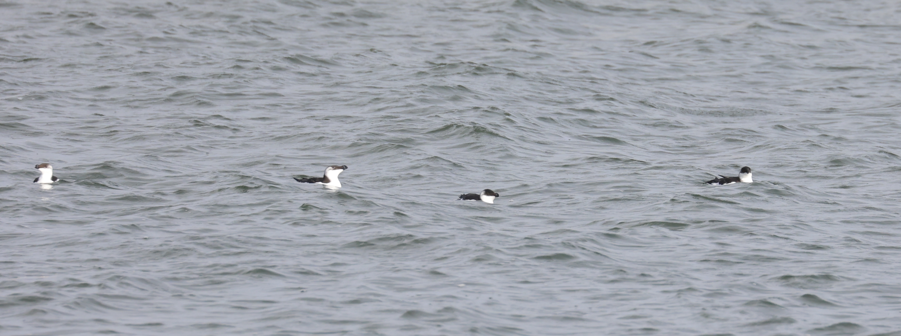 Alk (Texel). Foto van Gerda van der Meer.